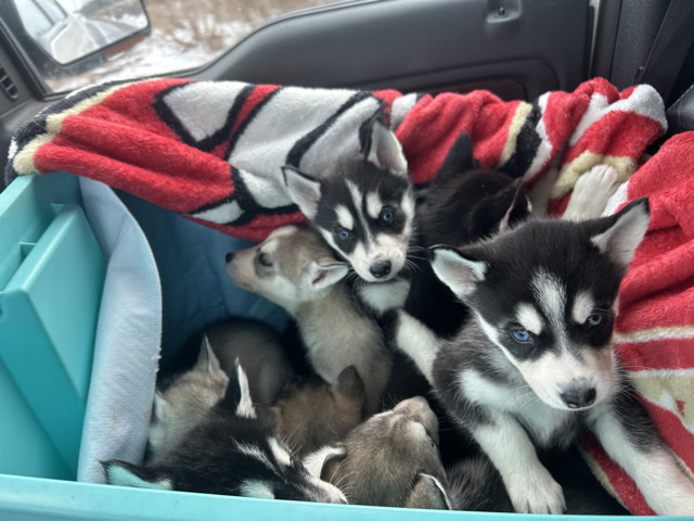 Siberian Husky – husky malamute puppies