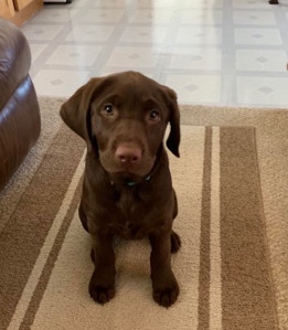 Full Chocolate Lab