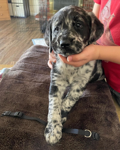 labradoodle puppies