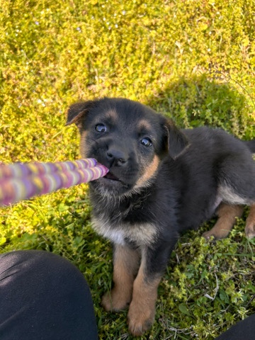 German Shepherd – FREE German Shepherd/lab puppies