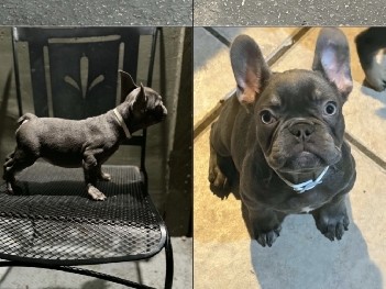 French Bulldog – Franchise for sale – Paso Robles