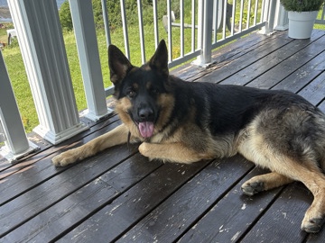 German Shepherd – Germain Shepherd – Cap-Chat
