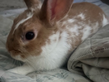 bunny – East Orange