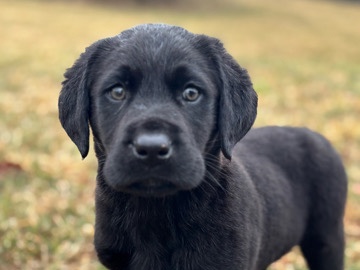 Labrador Retriever – Lab – Salem