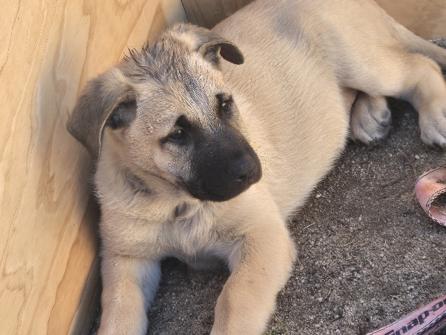 German shepherd/mastiff puppies – Peyton