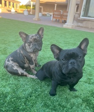 French Bulldog – 2 French Bulldogs for Sale