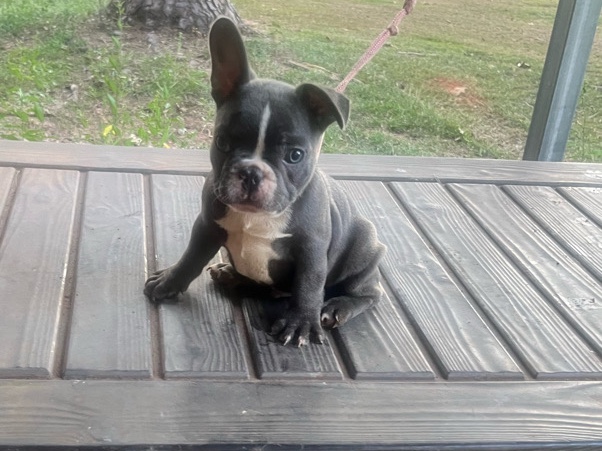 French Bulldog – French Bulldog – Albany