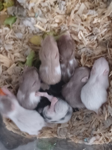 Sirian Hamster s