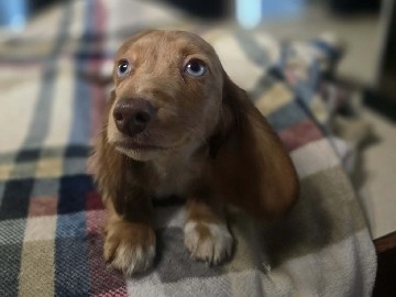 Dachshund – Dachshund Puppies – Saint Charles