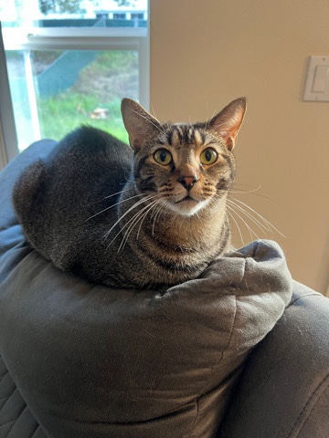 In need of a new home for our cat, Woody