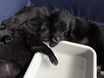 Mixed Breed – Doodle/Sheperd mix puppies for sale – Phoenix