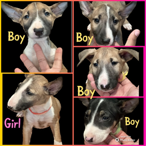 Bull Terrier – English Bull Terrier puppies for sell