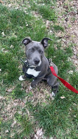 American Pit Bull Terrier – Grey Blue Nose Pitbull (Potty Trained)