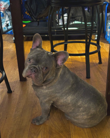 French Bulldog – Beautiful blue brindle