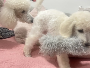 Poodle β poodle standard pedigree