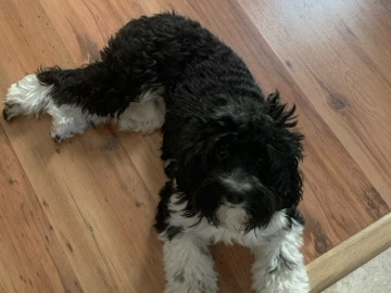 Cockapoo – very good natured—timid of children – Phoenix