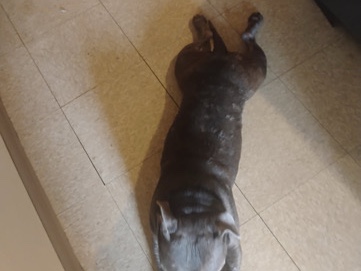 American Pit Bull Terrier - Micro xl pitbull bully  available for adoption in East Saint Louis