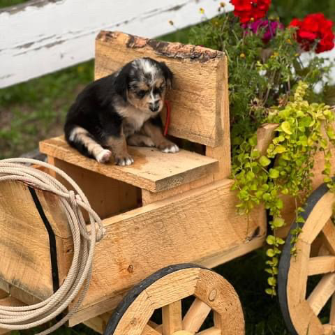Australian Shepherd – Goldendoodle/Aussie mix