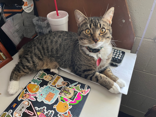 Manx – Gorgeous Tabby Manx