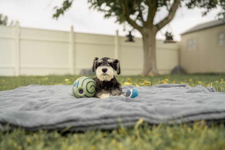 Miniature Schnauzer – Shnauzer Puppies
