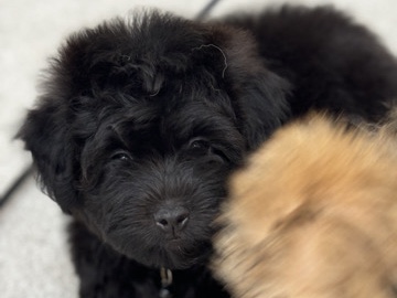 Shih Poo - Shih poo available for adoption in Halifa Ben Zaid City