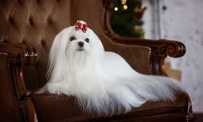 Maltese – Immediately Sell for New one