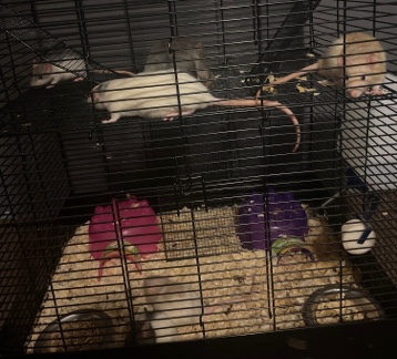 rats for sale