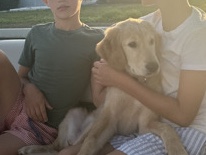 Golden Retriever – Golden Retriever – North Port