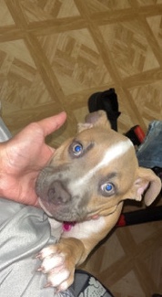 American Pit Bull Terrier – New home