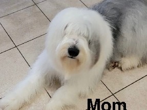 Old English sheep dog