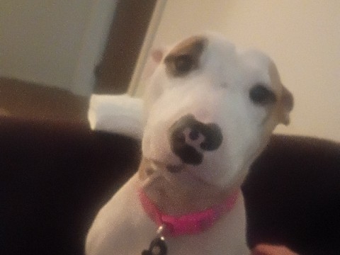 American Pit Bull Terrier – bull terrier – Grand Forks