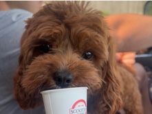 Cavapoo – Male Cavapoo – Lincoln
