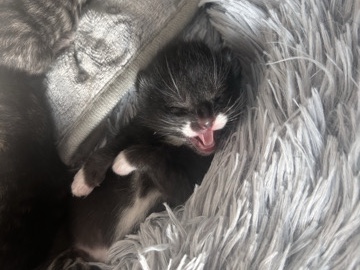 Others - newborn kittens available for adoption in London