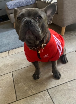 French Bulldog – 2 years old microchipped french bulldog