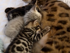 Bengal – Stunning Bengal Kittens for Sale –  Miami – North Miami