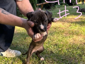 Mixed Breed - Pit Corso Puppy available for adoption in Tukwila