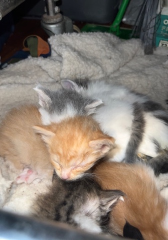 cutest kittens ever