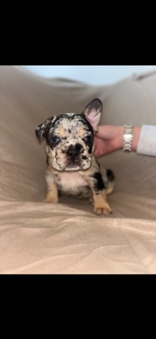 French Bulldog – French bulldogs