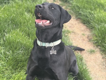 Labrador Retriever – AKC Black Labrador Retriever – Kuna