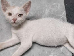 Friendly 2-Month-Old Kitten for Adoption in Mumbai – Mumbai