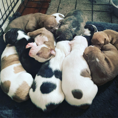 American Pit Bull Terrier – Pit Puppies