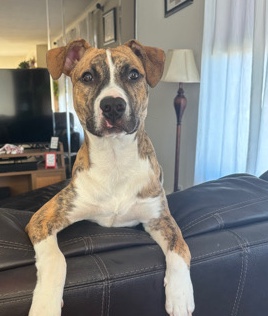 American Pit Bull Terrier – 8-month old puppy