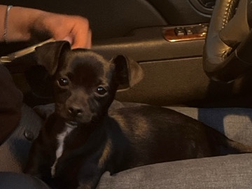 Chihuahua – Mixed Chihuahua Dog – Riverside