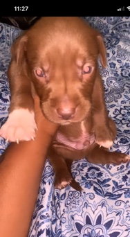 American Bulldog – 8 puppies available
