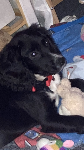 English Cocker Spaniel – puppy milo