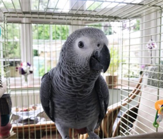 Congo African Grey Parrot 