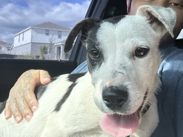 American Pit Bull Terrier – Jack Russell / Rat Terrier Mix Puppies – 7 Months & 3 Months – Kissimmee