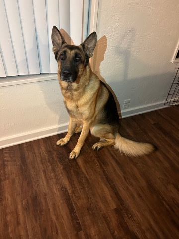 German Shepherd – AKC German Shepherd