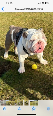 Bulldog – British bulldog for stud