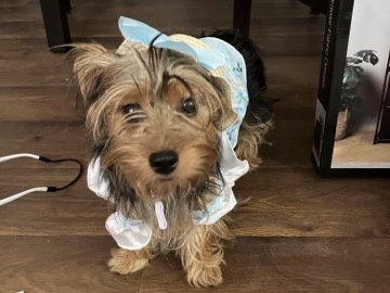 Yorkshire Terrier – Need a good home – Pueblo